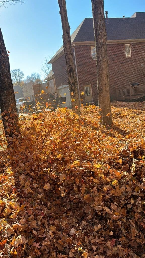 Holmes Lawn Expert Fall Leaf Cleanup image