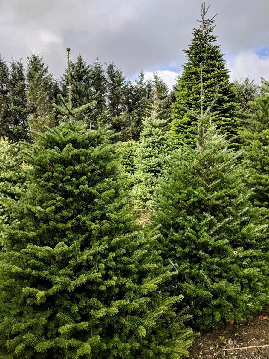 Project Free Christmas Tree Pickup and Disposal - A Community Initiative image