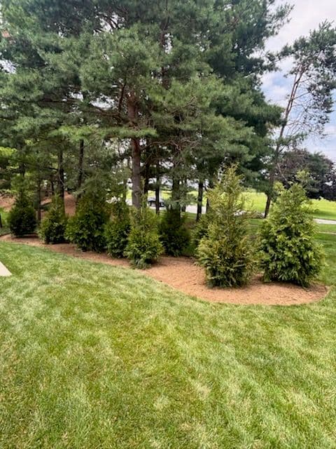 Gallery photos for Enhance Privacy with Green Giant Arborvitae: Image #1