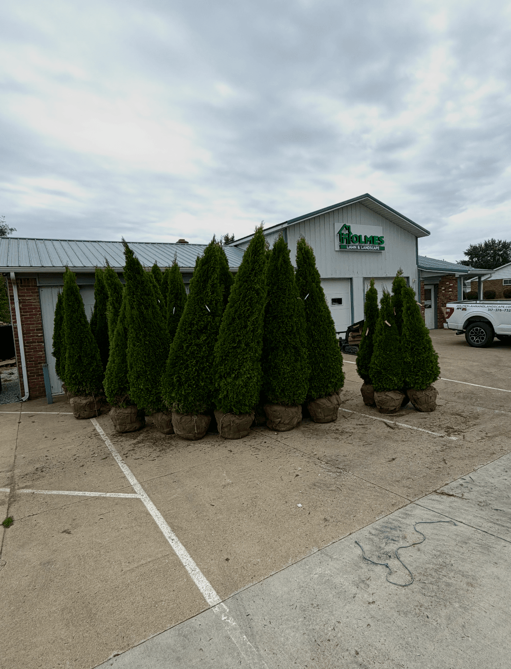 A Fresh Batch of Arborvitae Ready to Go image