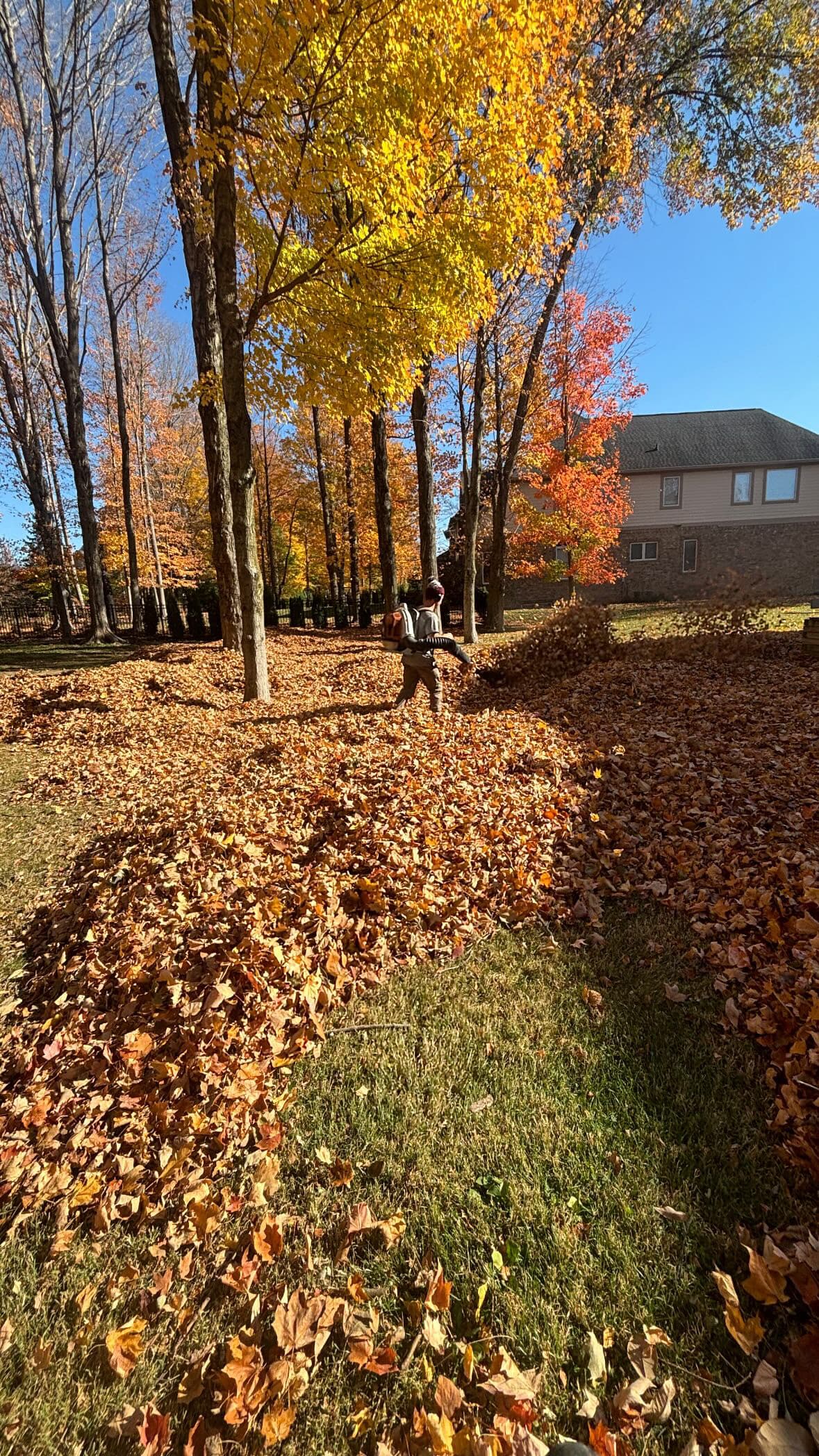 Leaves Are Burying Your Lawn and Killing Your Grass image