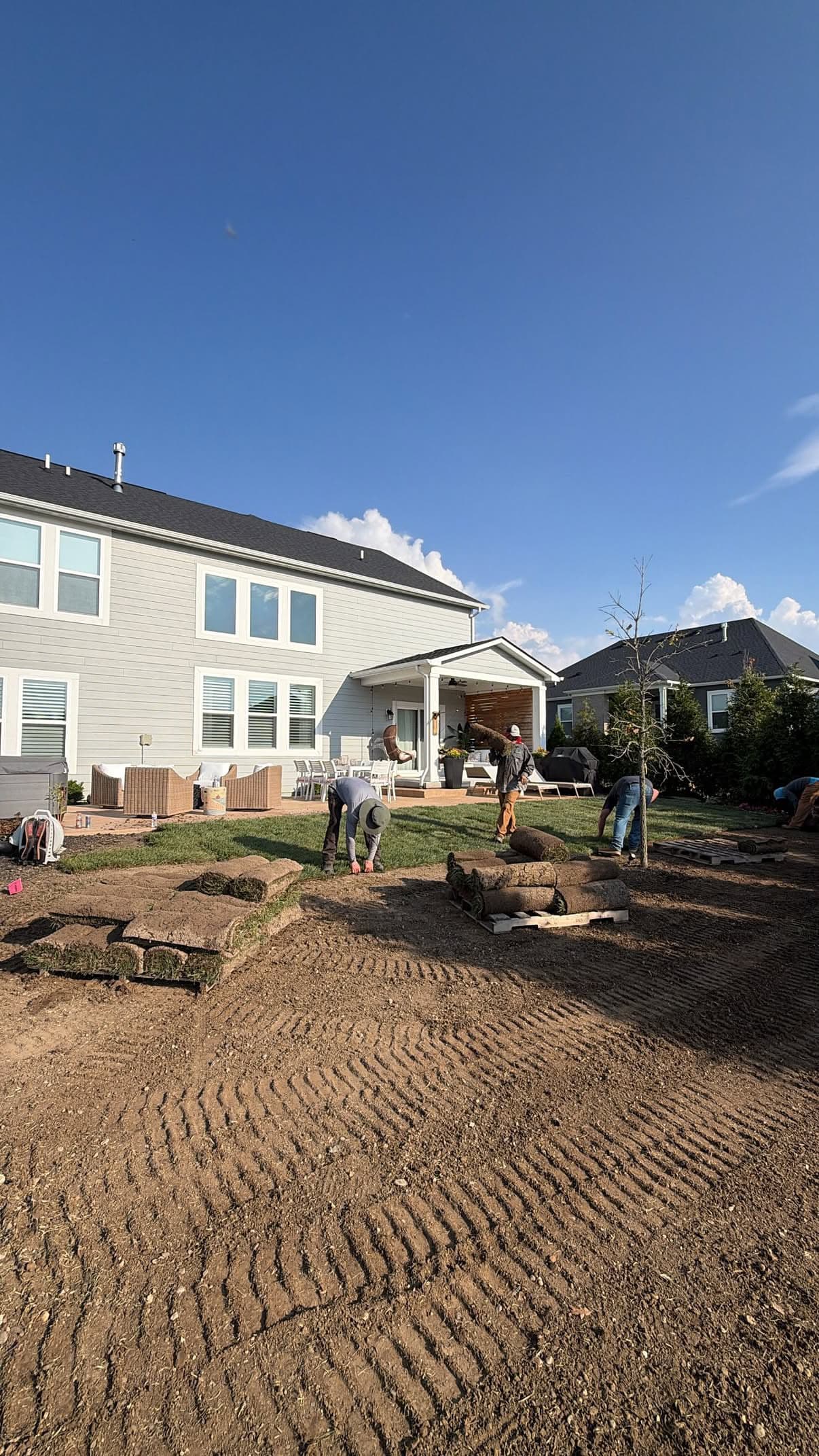 Fresh Sod and Tree Transplant in Noblesville image