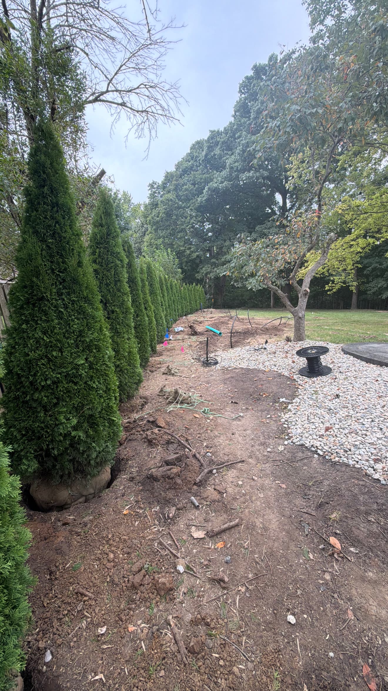 Emerald Green Arborvitae Row Installed for Backyard Privacy image