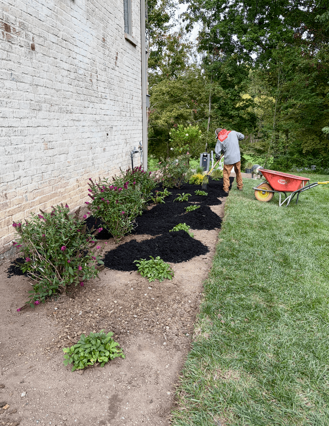 Fresh Plants and Black Mulch Give This Landscape Bed a Clean New Look image